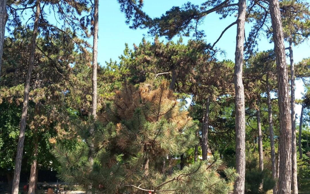 KÖZÖSSÉGI LOCSOLÁS A BEECO-val!